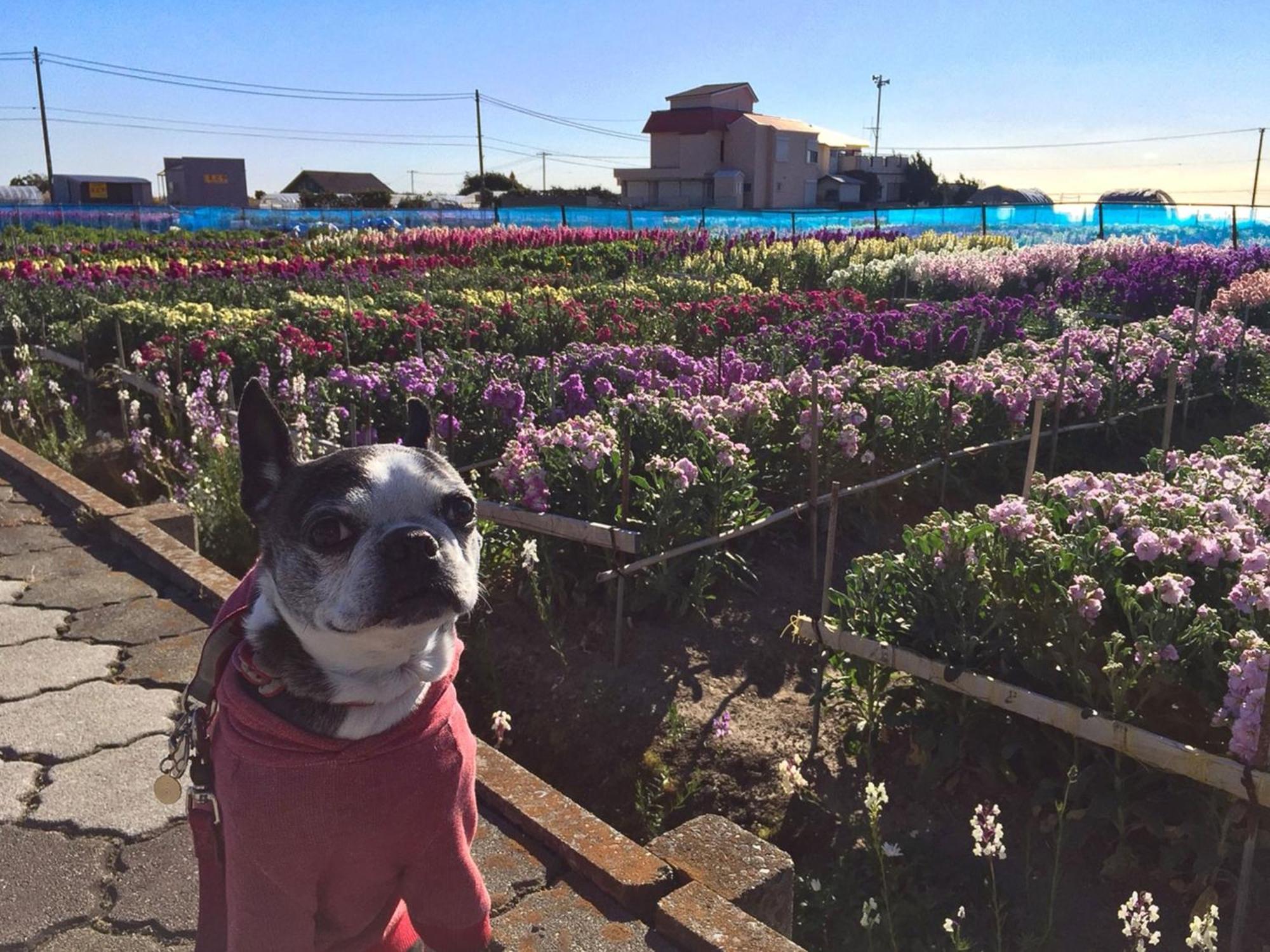Japari Tateyama - Vacation Stay 84018V Buitenkant foto